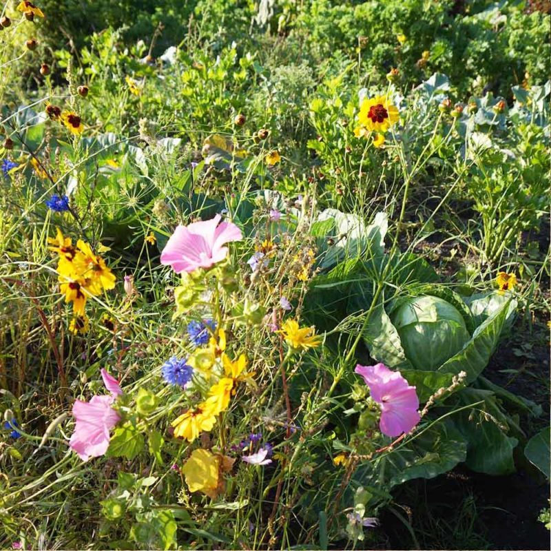 Ein Sommer im eigenen Gemüsegarten & mitten in der Natur Lilli & Luke
